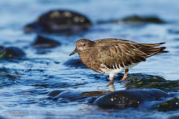 BKTS00029 - Black Turnstone