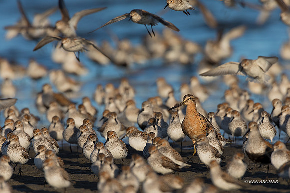 LDO00205 - Long-billed Dowitcher