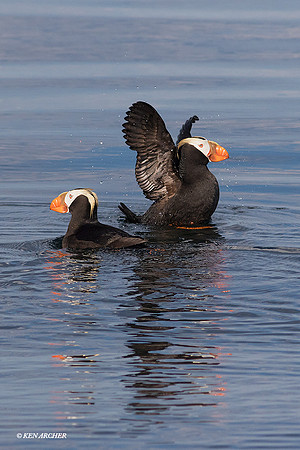 TDPN00012 - Tuftd Puffin
