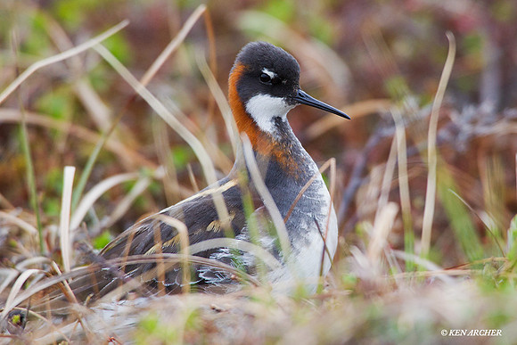 NMRP00063 Red-necked Phalarope