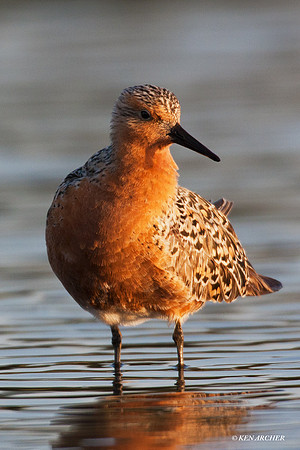 RDKT00060 Red Knot