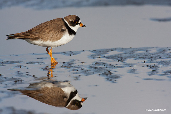 SP00112 Semipalmated Plover