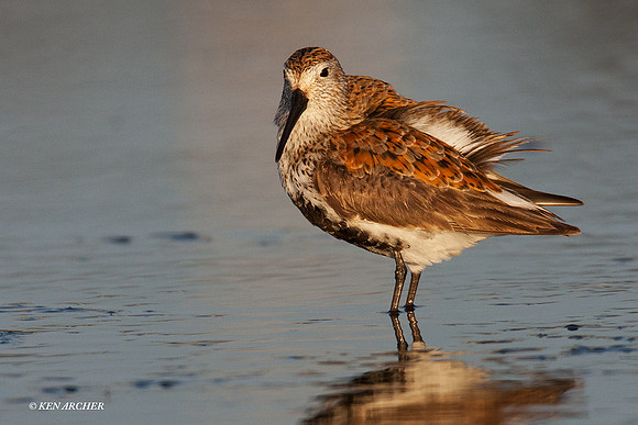 DN00230 Dunlin