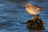 LD00044 Long-billed Dowitcher