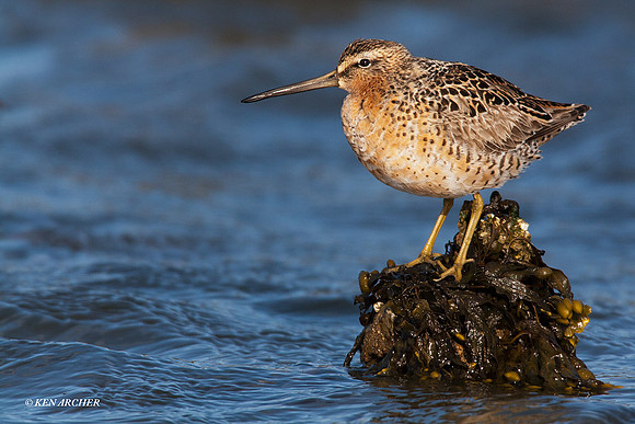 LD00044 Long-billed Dowitcher