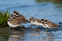 SP00048 Semipalmated Plover