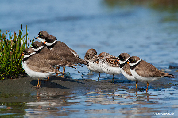 SP00048 Semipalmated Plover