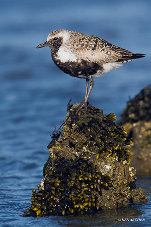 BBP00045 Black-bellied Plover