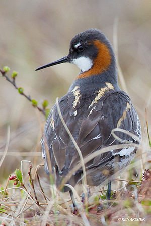 NMRP00058 Red-necked Phalarope