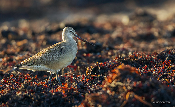 CHHG00030 - Hudsonian Godwit