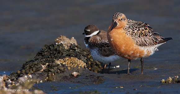 SBV00408 Red Knot, sandpiper, plover