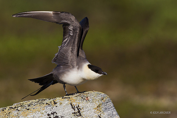 NMLJ01107 - Long-tailed Jaeger
