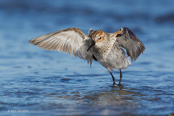 WS00675 - Western Sandpiper