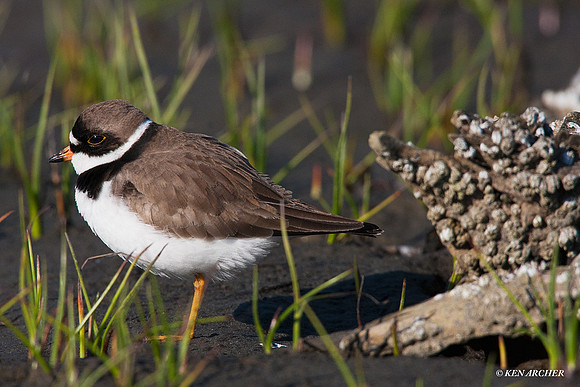 SP00134 Semipalmated Plover