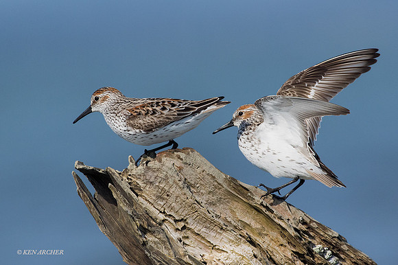 WS00247 - Western Sandpiper