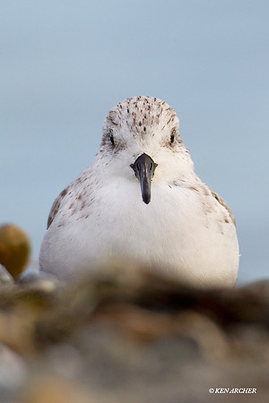 SDLG00167 Sanderling
