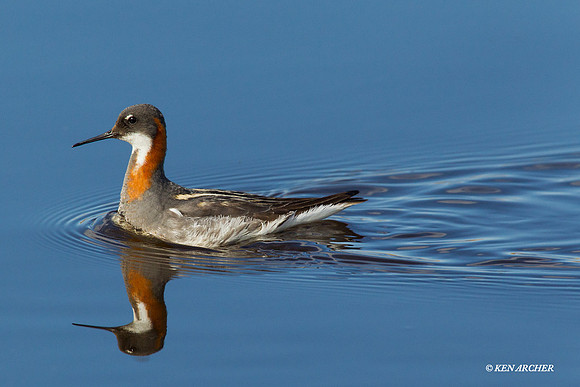 NMRP00012 Red-necked Phalarope