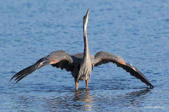 GHH00782 - Great Blue Heron