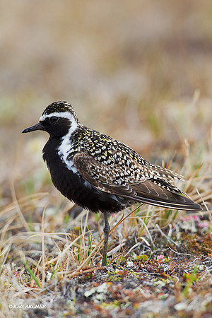 NMGP00069 Pacific Golden Plover