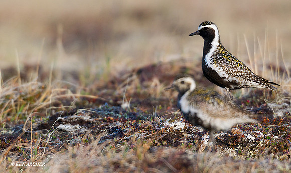 NMGP00094 Paicific Golden Plover