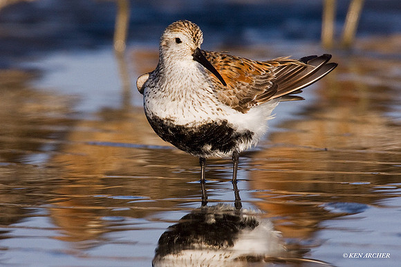DN00114 Dunlin