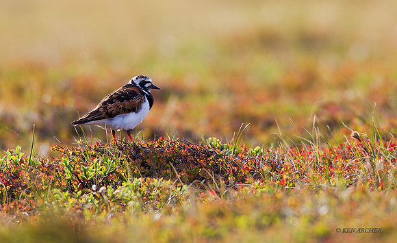 NMRT00309 - Ruddy Turnstone