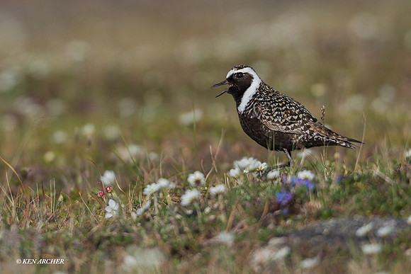 AMGP01353 - American Golden Plover