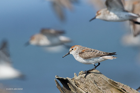 WS00225 - Western Sandpiper