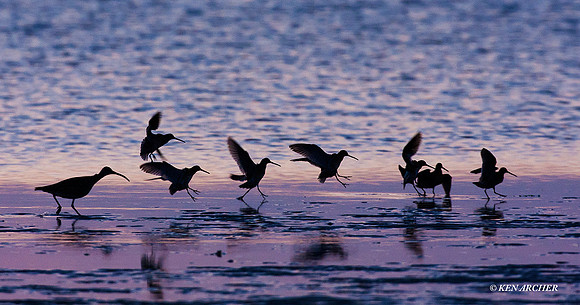 SBV00490 Whimbrel, long-billed dowitchers