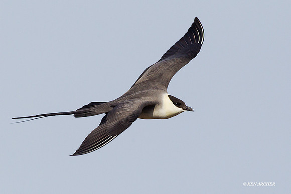 Long-tailed Jaeger - NMLJ00709