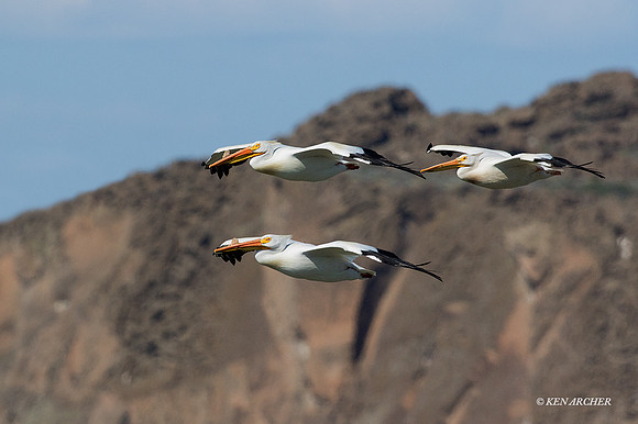 AWP00678 - American White Pelican