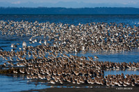 SBV00466 Spring Shorebird Migration