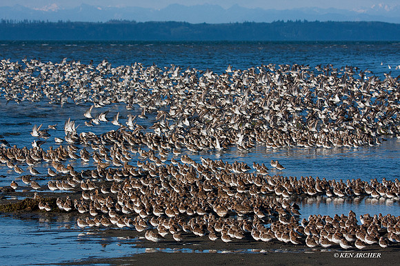 SBV00466 Spring Shorebird Migration