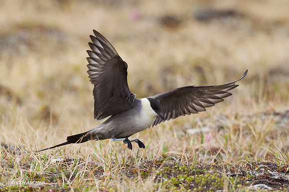 NMLJ00191 Long-tailed Jaeger