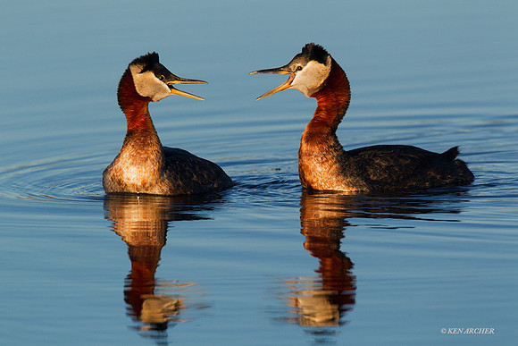 NMRG00025 - Red-necked Grebe