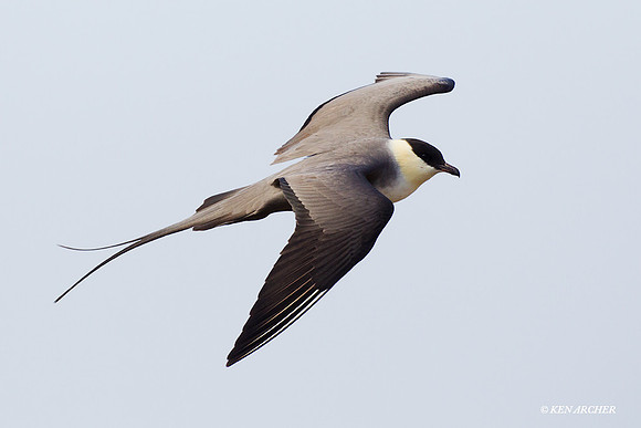 NMLJ00235 Long-tailed Jaeger