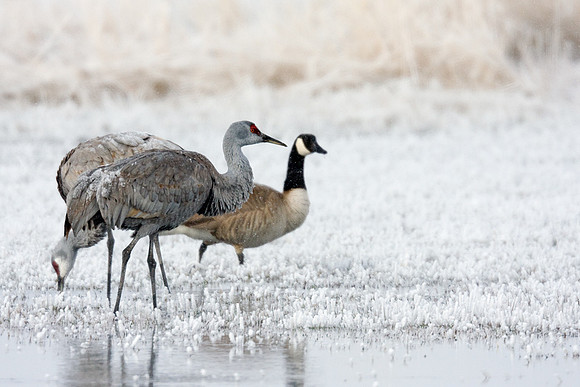 SHCR00149-Sandhill-Cranes,-Canada-Goose