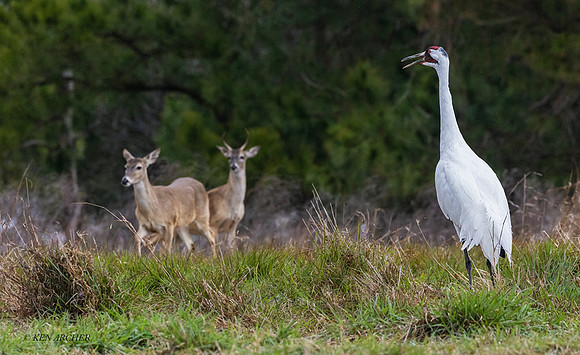 TXWC00303 - Whooping Crane