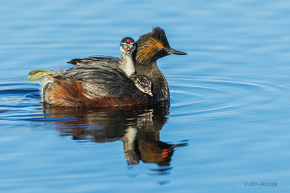 EDGR01163 - Eared Grebe