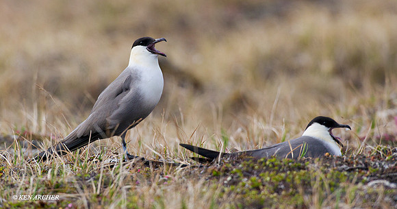 NMLJ00339 Long-tailed Jaeger