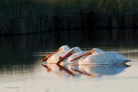AWP00594 American White Pelican