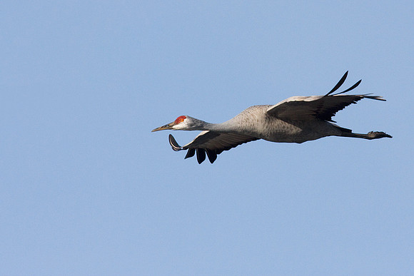 SHCR00108-Sandhill-Crane