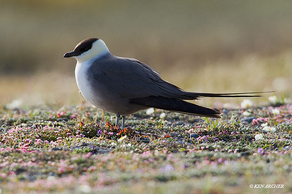NMLJ00380 Long-tailed Jaeger