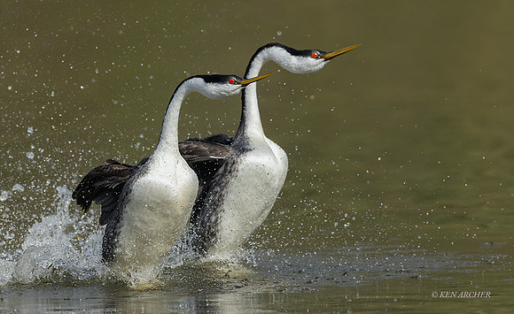 SDWG00215 - Western Grebe