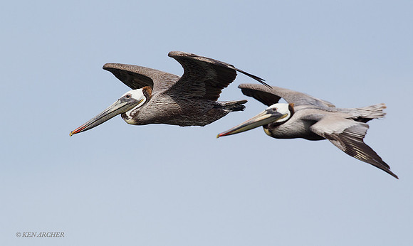 BRPL00023 Brown Pelican
