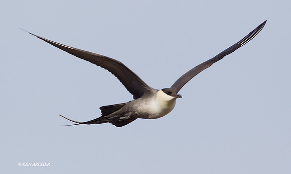 NMLJ00682 Long-tailed Jaeger
