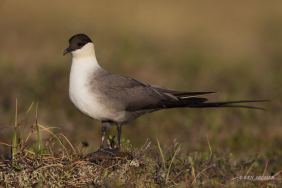 NMLJ01419 - Long-tailed Jaeger