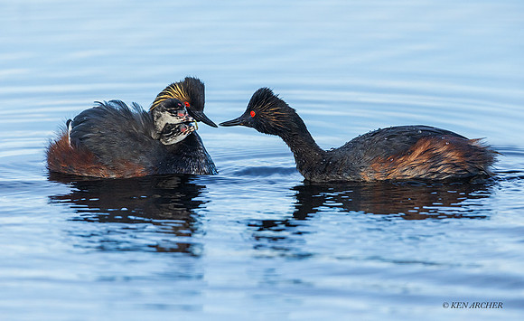 EDGR00735 - Eared Grebe
