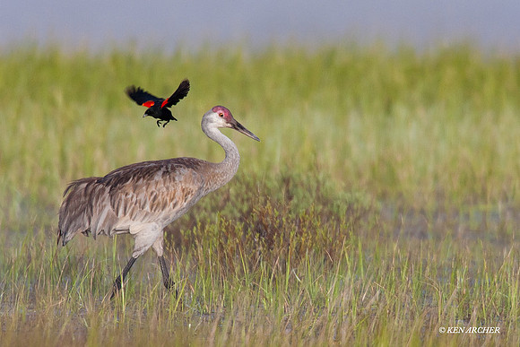 SHCR00389 Sandhill Crane
