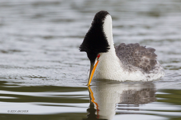 CLGR00749 - Clark's Grebe